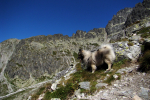 sedlo Sedielko z Tatranskej Javoriny (Vysoké Tatry)