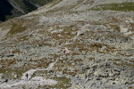 sedlo Sedielko z Tatranskej Javoriny (Vysoké Tatry)