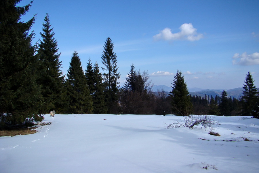 Bukovec z Matejoviec nad Hornádom (Volovské vrchy)