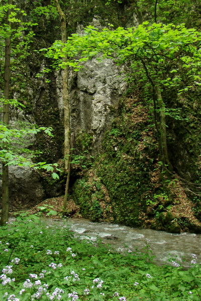 Mútna studňa (Slovenský kras)