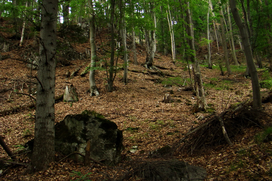 Biela skala z Krompách (cez Plejsy) (Volovské vrchy)