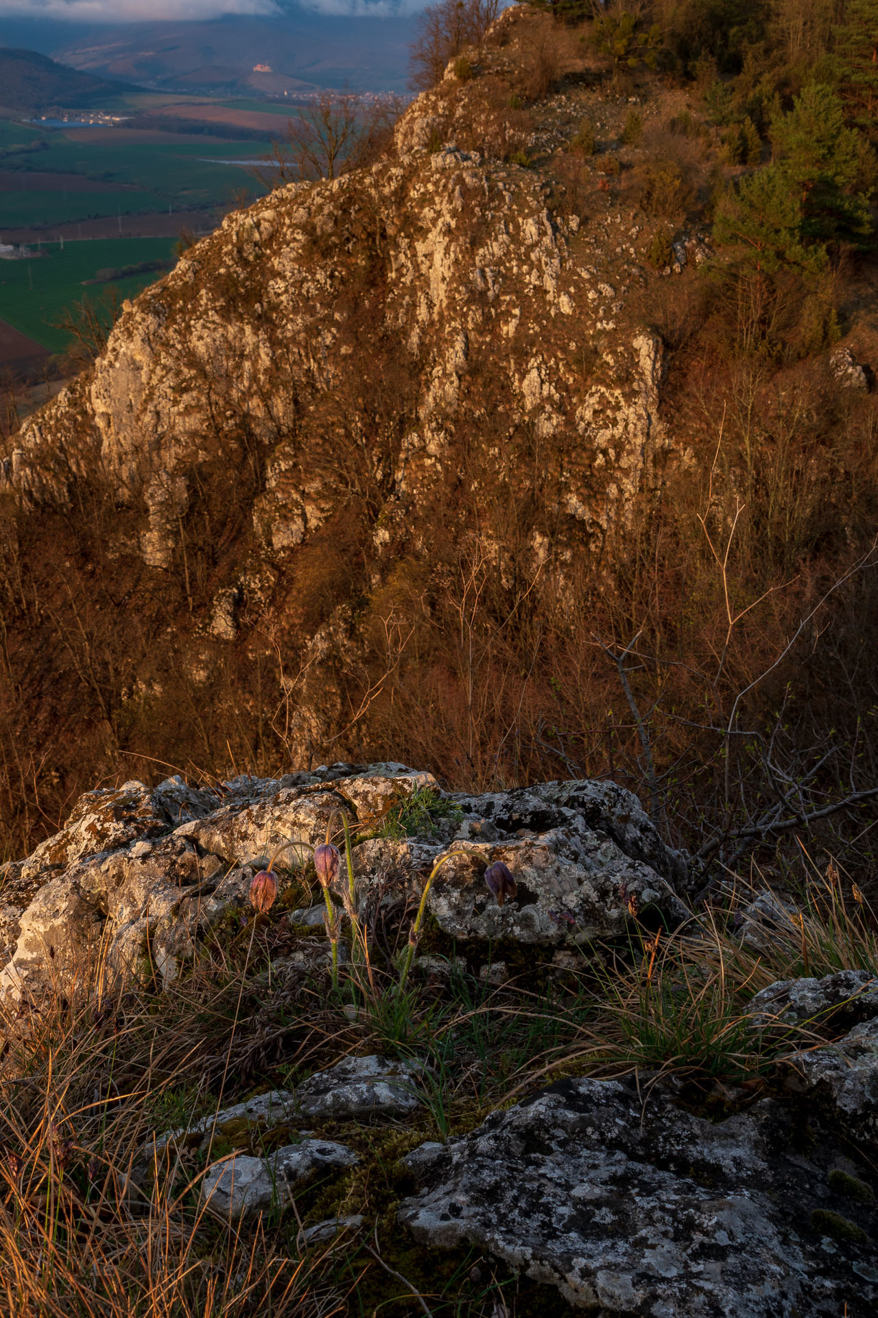 Brzotínska skala z Jovíc (Slovenský kras)