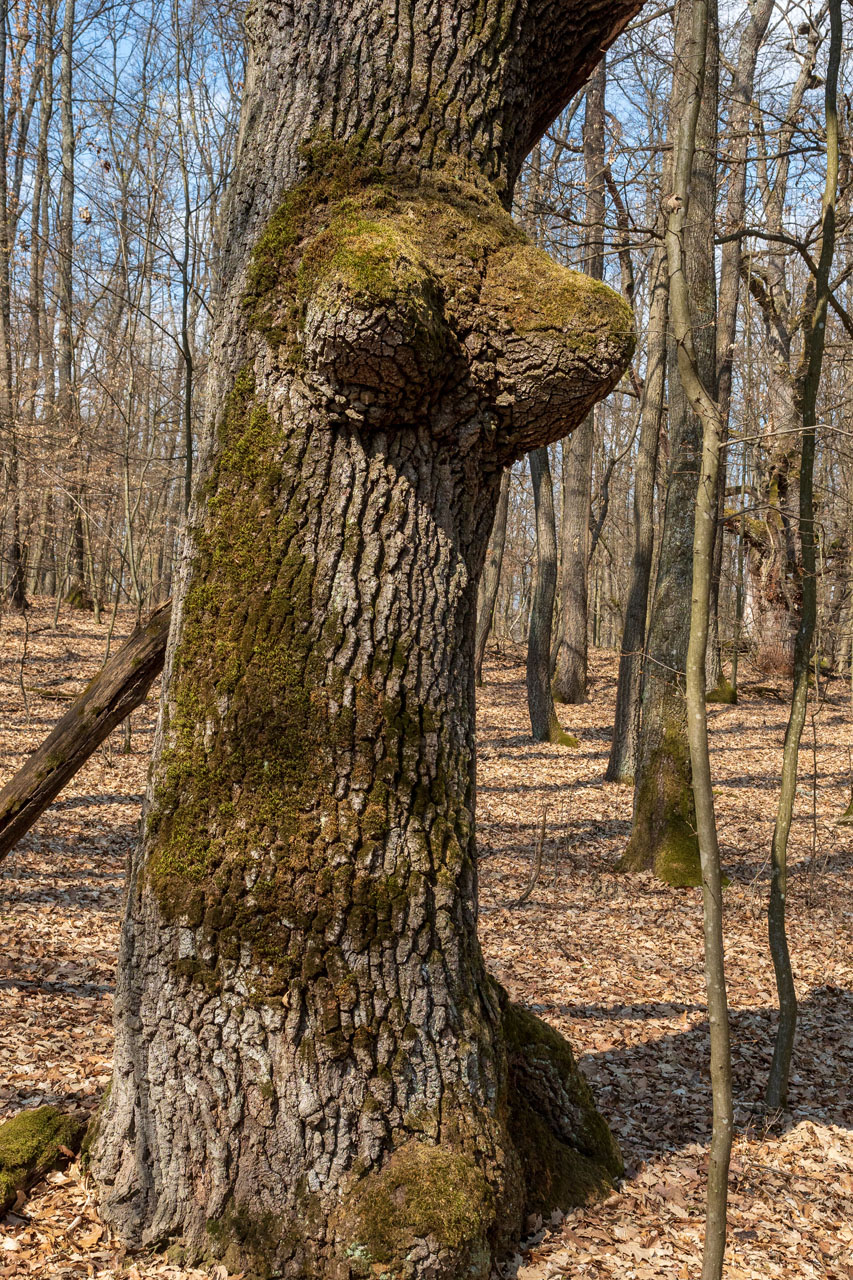 Prielom Muráňa a Pamätný dub z Bretky (Licinská pahorkatina)