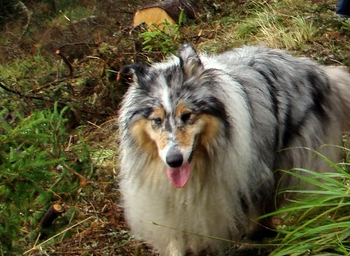 Jaška