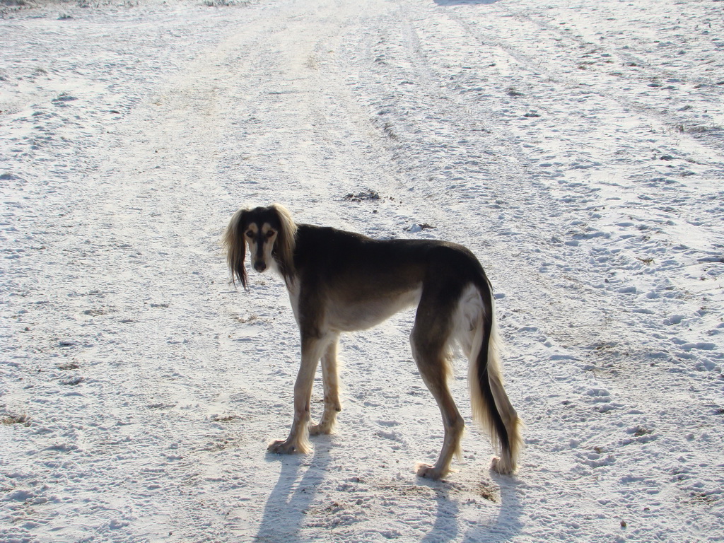 Bankov 25.12.2007