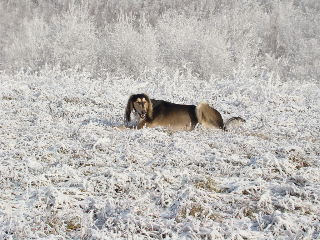 Bankov 25.12.2007