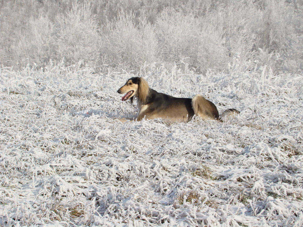 Bankov 25.12.2007