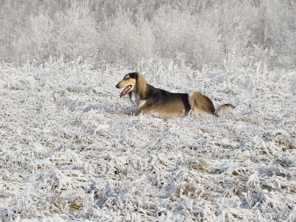 Bankov 25.12.2007