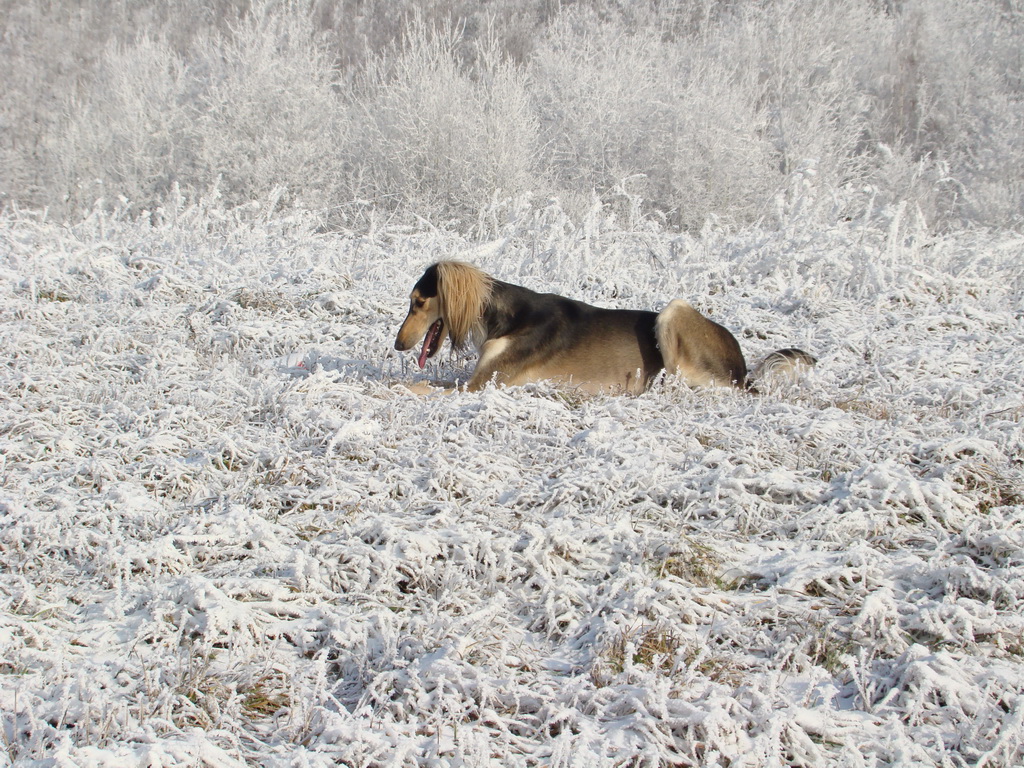 Bankov 25.12.2007