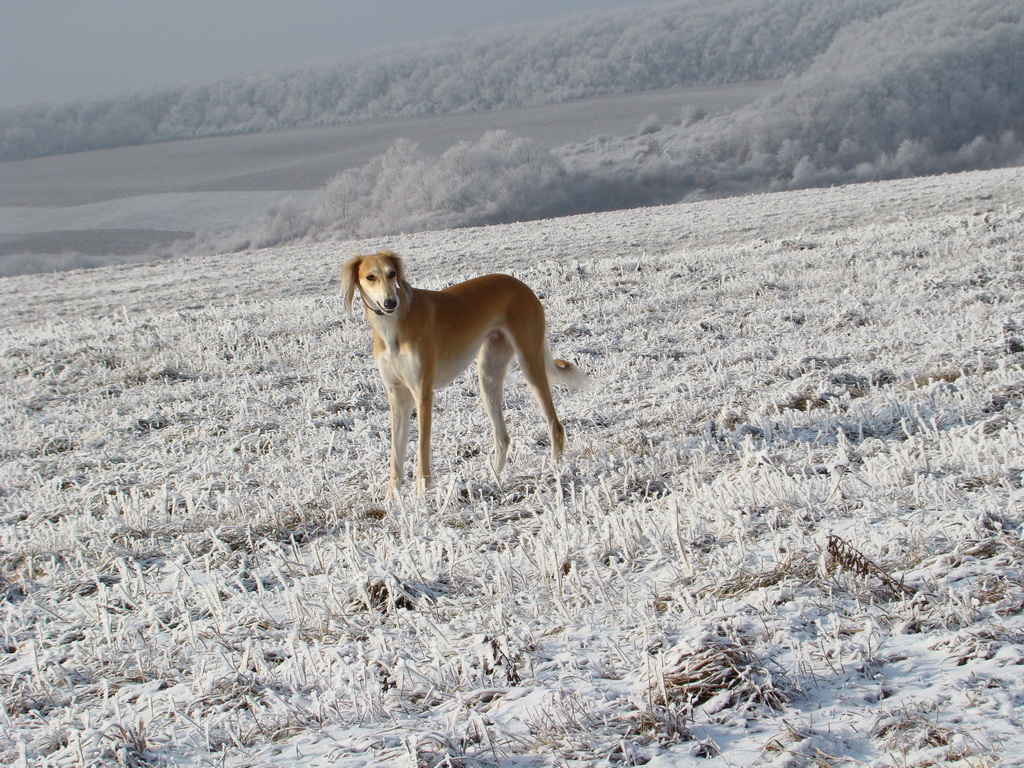 Bankov 25.12.2007