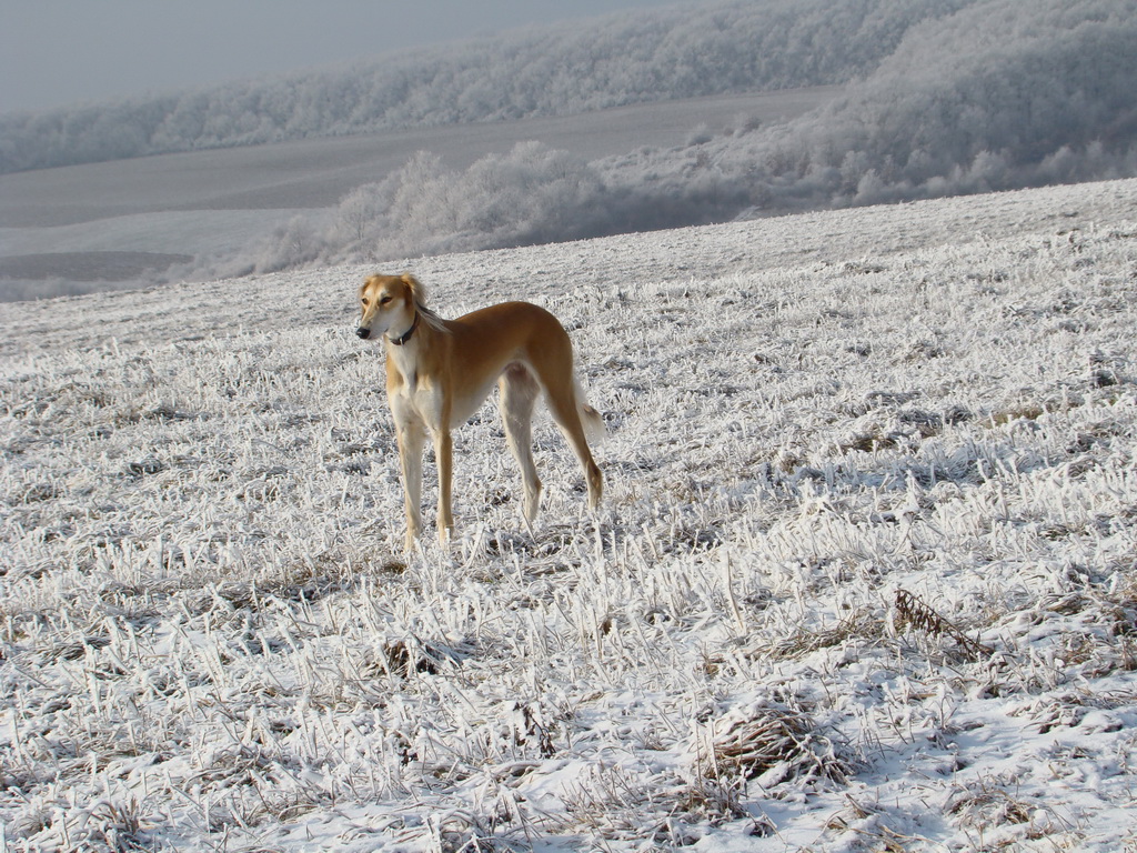 Bankov 25.12.2007