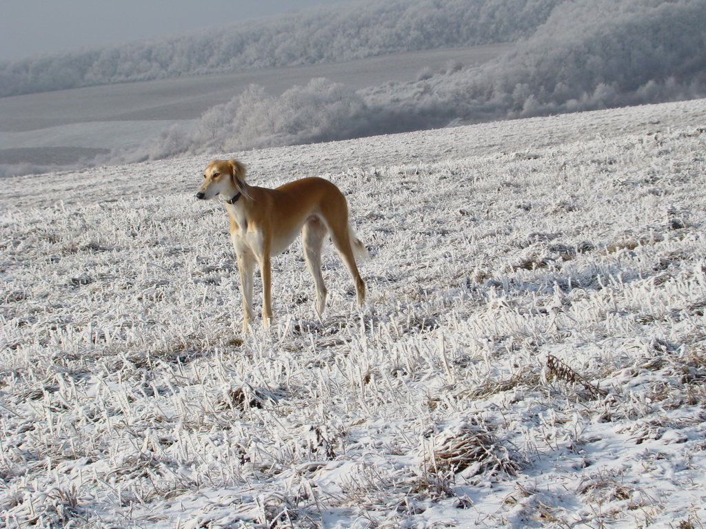 Bankov 25.12.2007