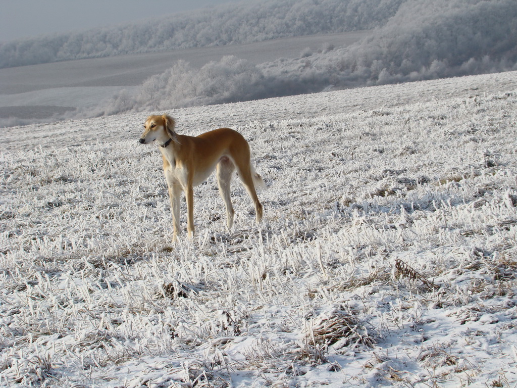 Bankov 25.12.2007