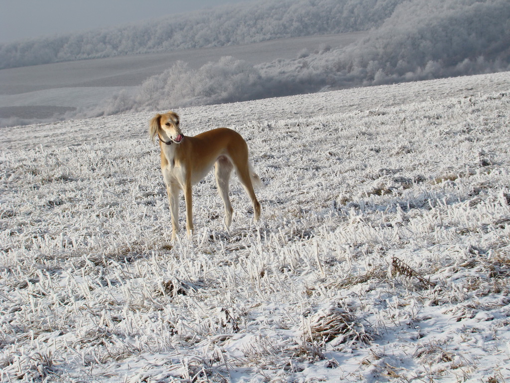 Bankov 25.12.2007