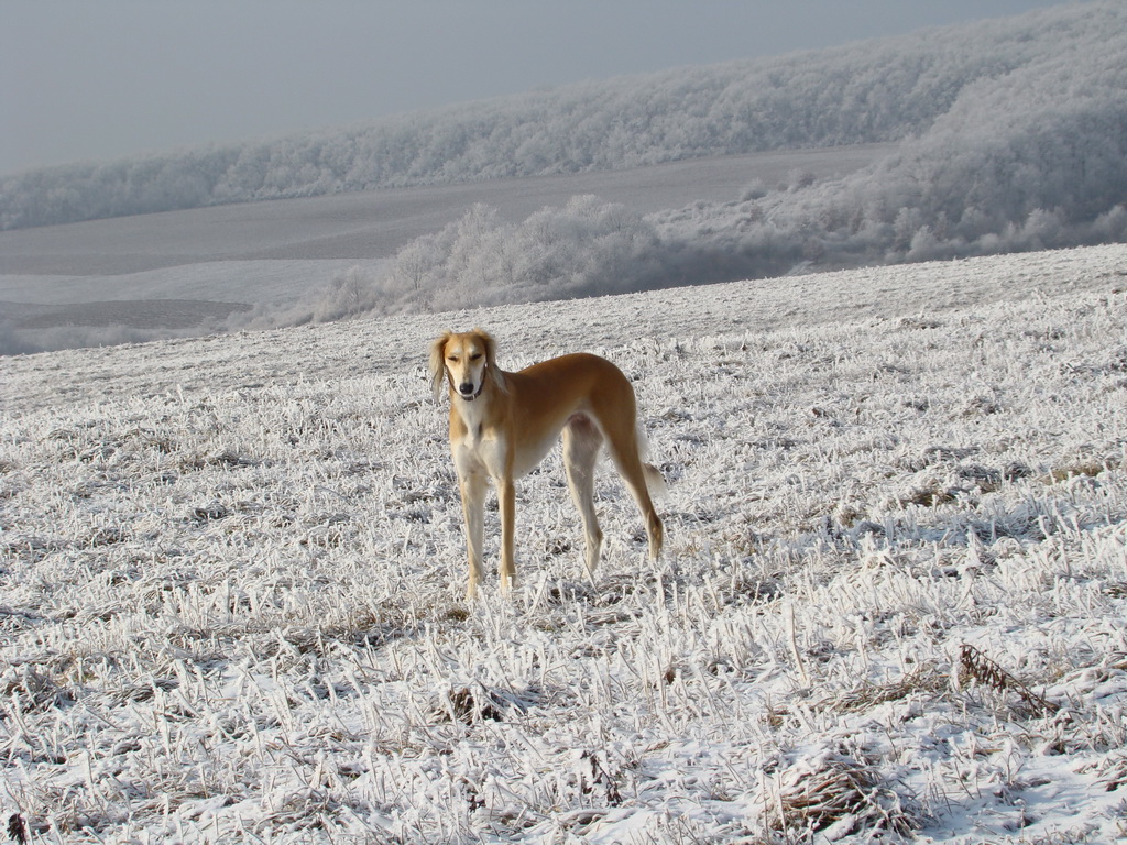 Bankov 25.12.2007