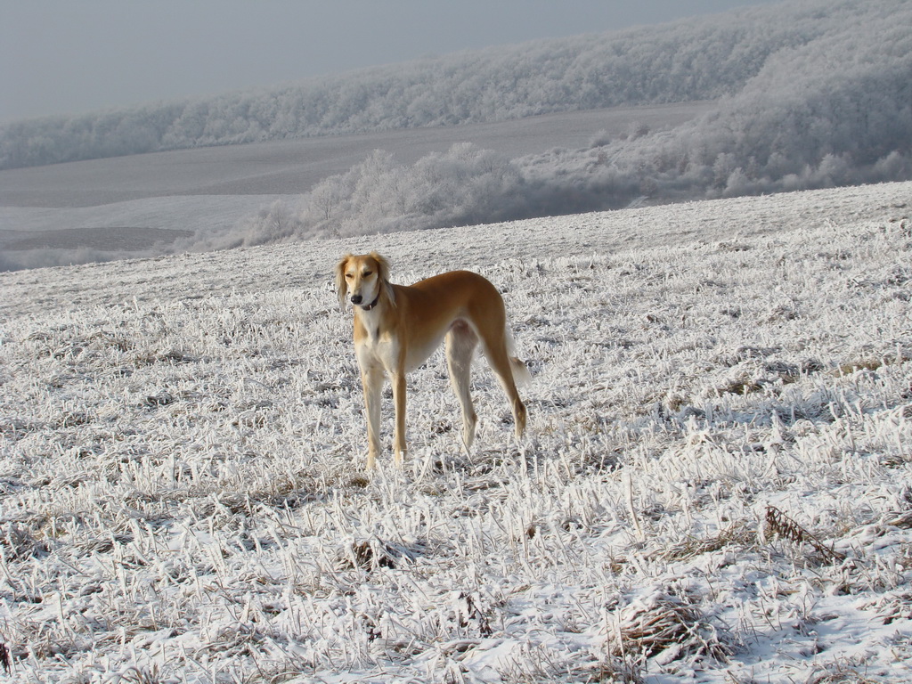 Bankov 25.12.2007