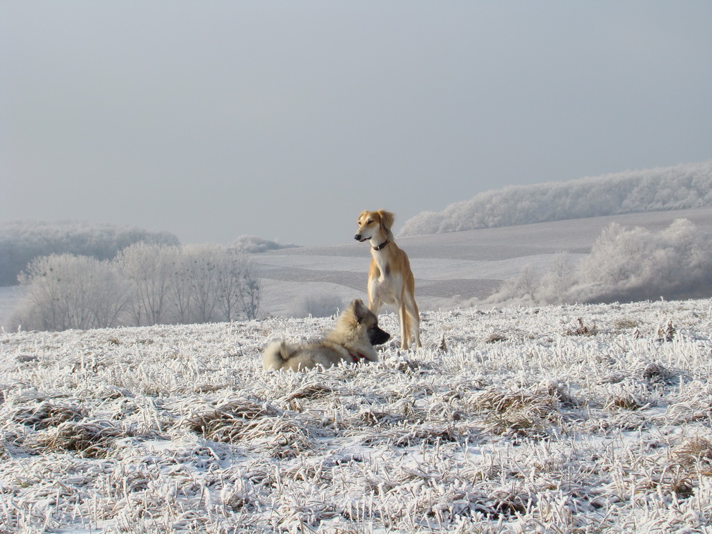 Bankov 25.12.2007