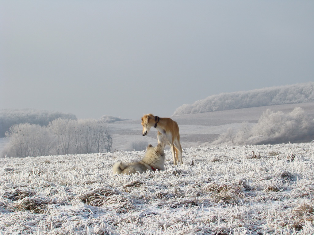 Bankov 25.12.2007