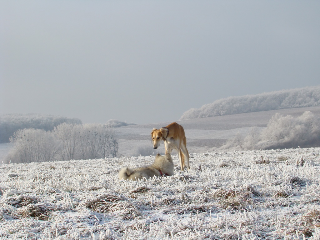 Bankov 25.12.2007