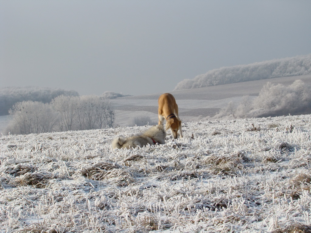 Bankov 25.12.2007