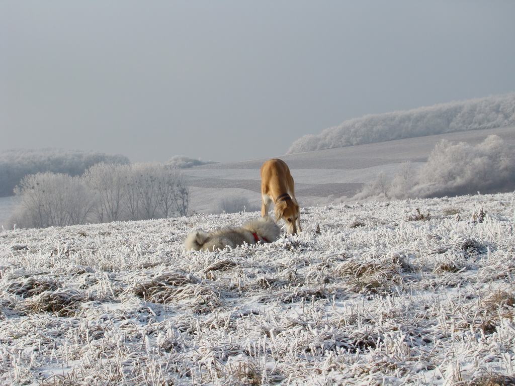 Bankov 25.12.2007