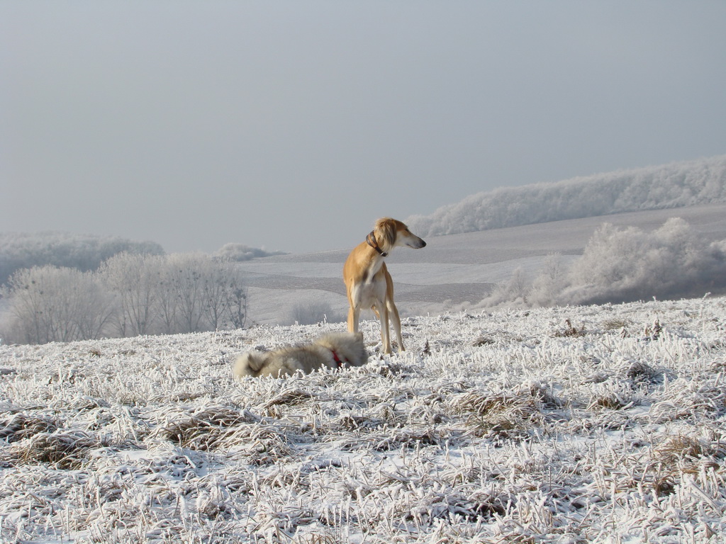 Bankov 25.12.2007