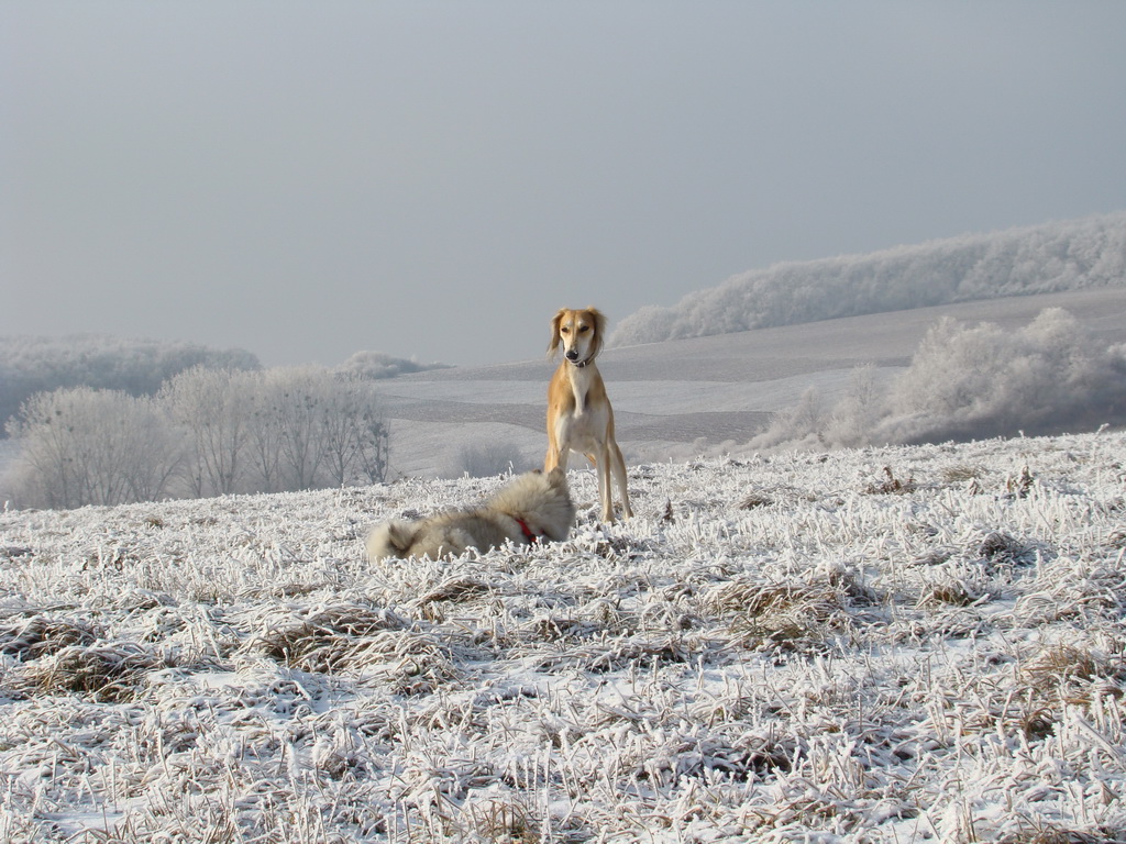 Bankov 25.12.2007