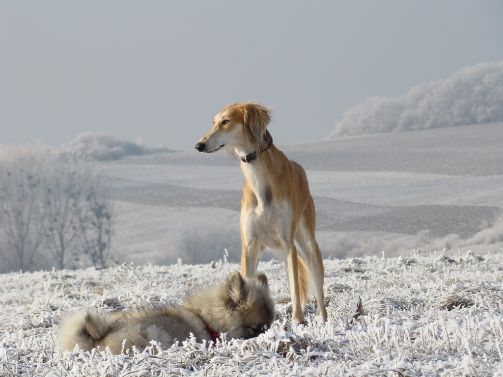 Bankov 25.12.2007