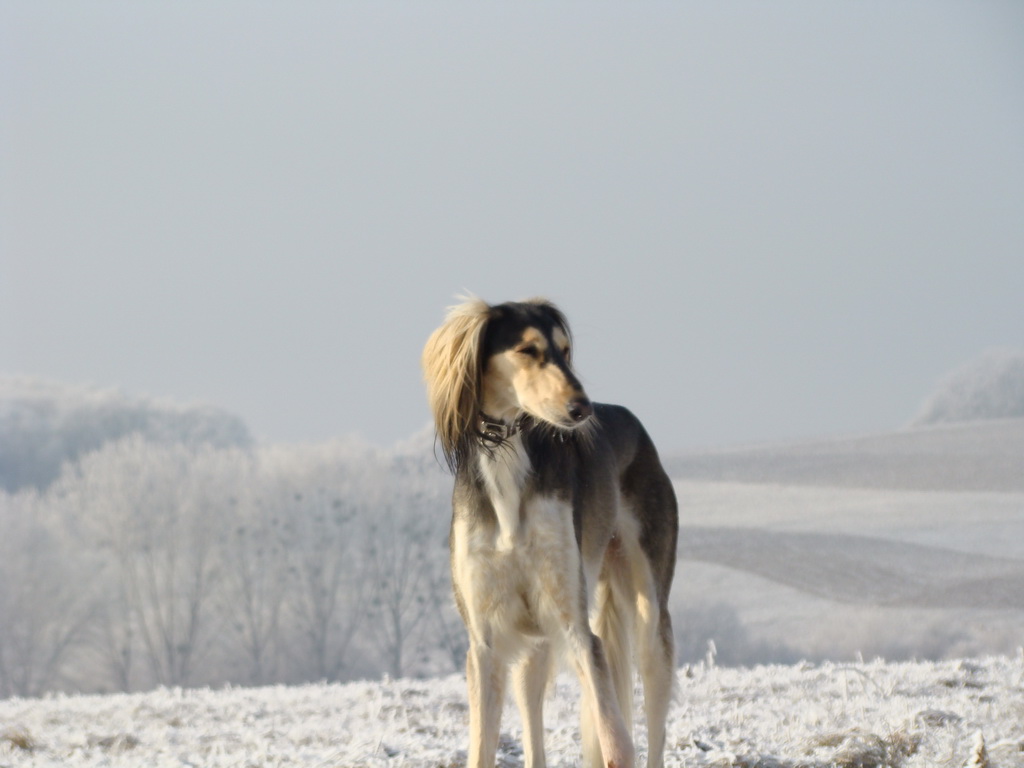 Bankov 25.12.2007