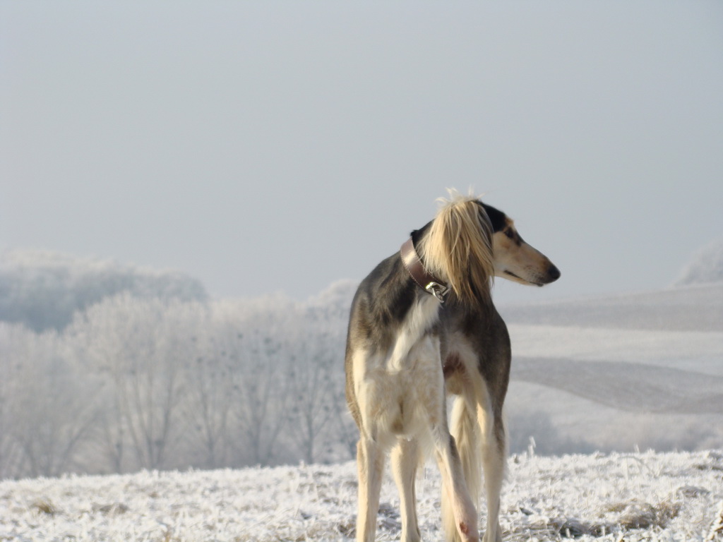 Bankov 25.12.2007