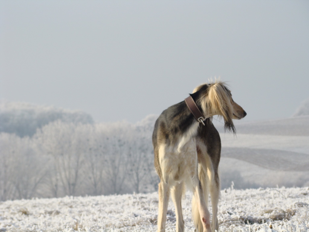 Bankov 25.12.2007