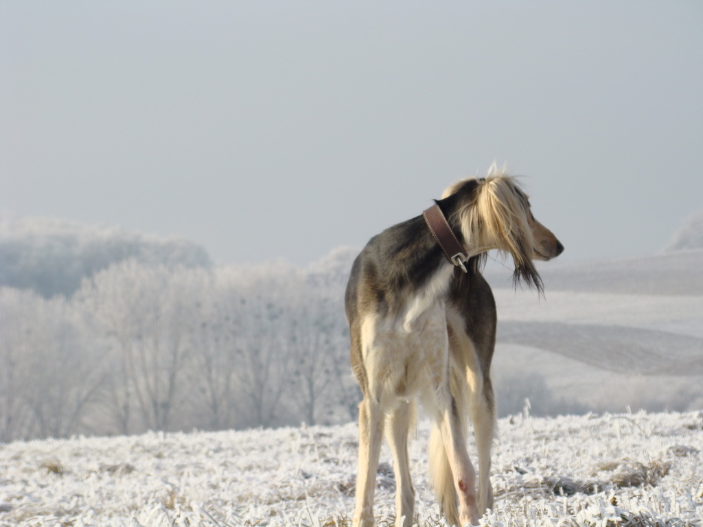 Bankov 25.12.2007