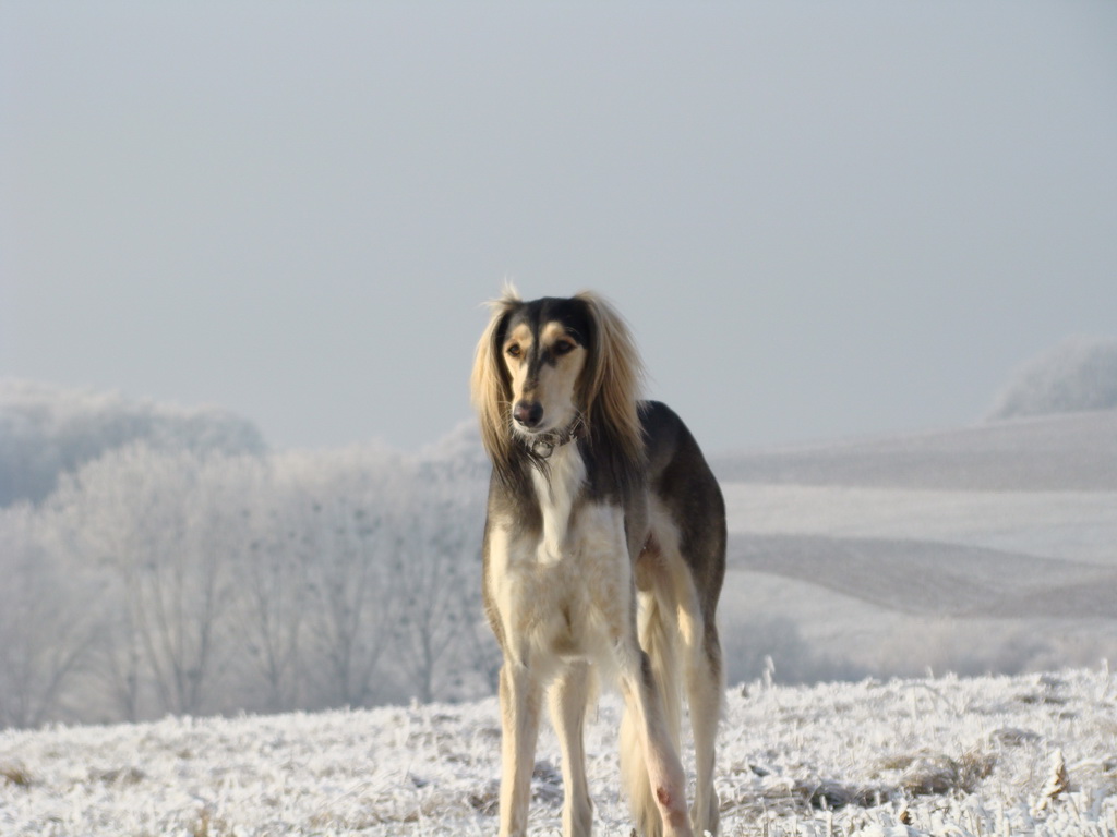 Bankov 25.12.2007