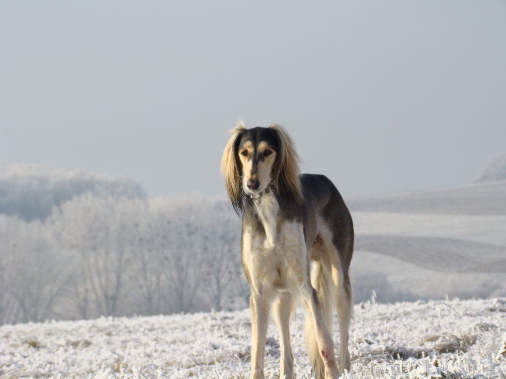 Bankov 25.12.2007