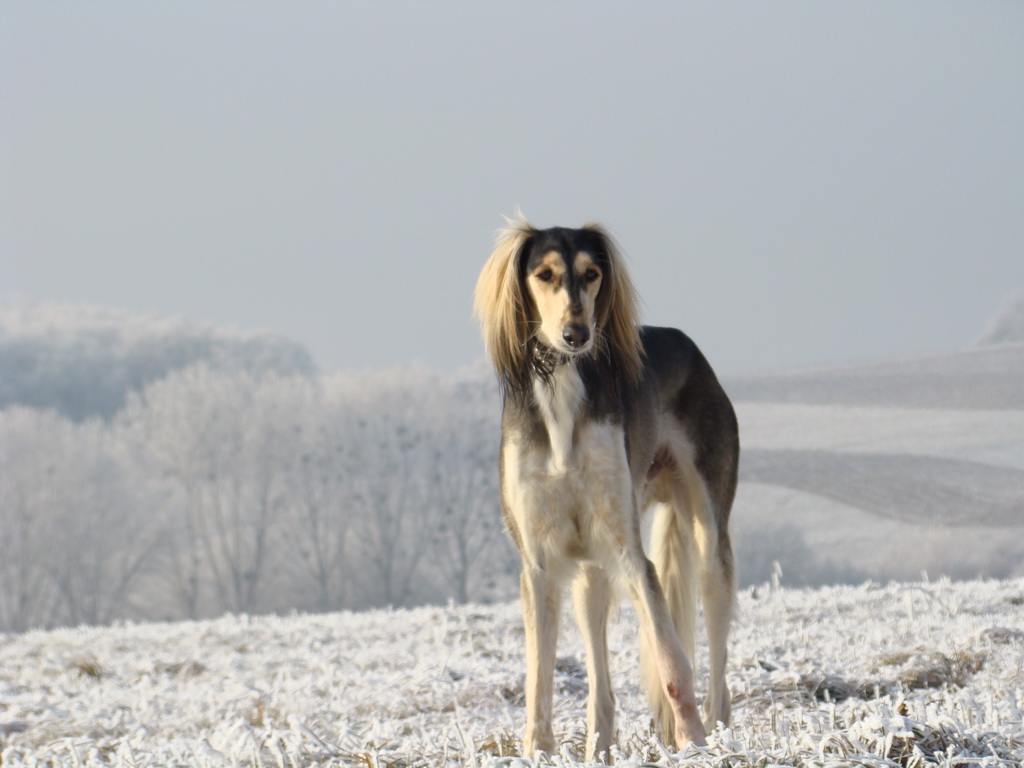 Bankov 25.12.2007