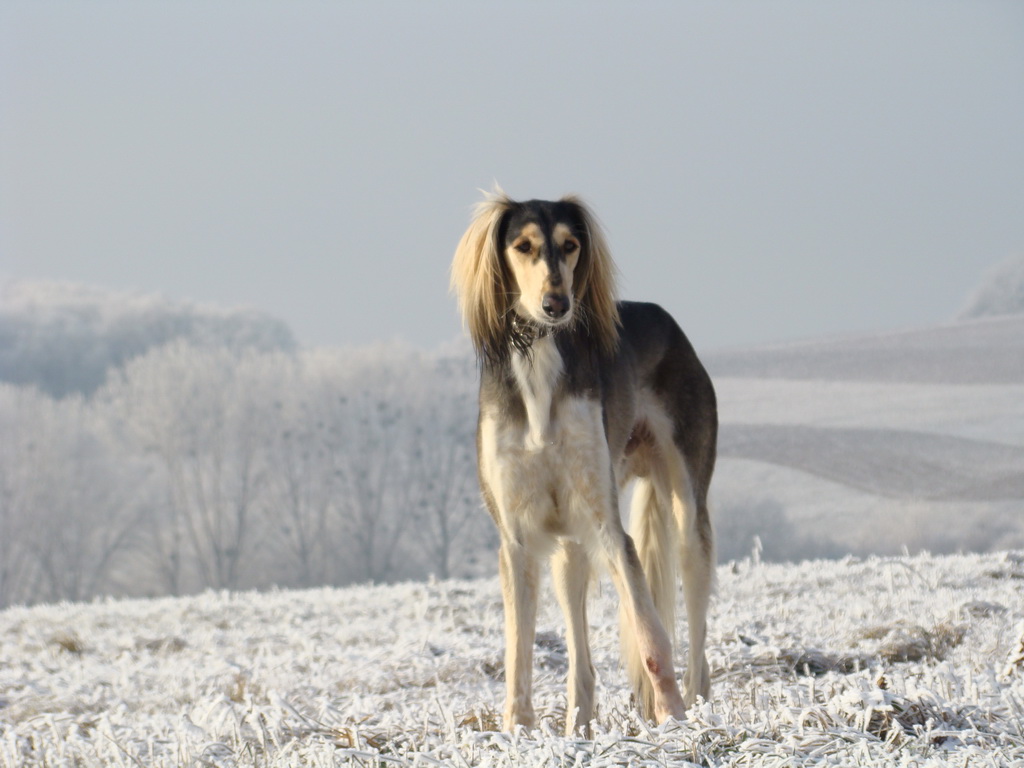 Bankov 25.12.2007