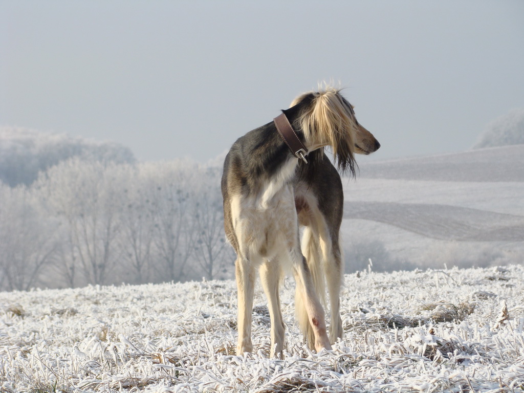 Bankov 25.12.2007