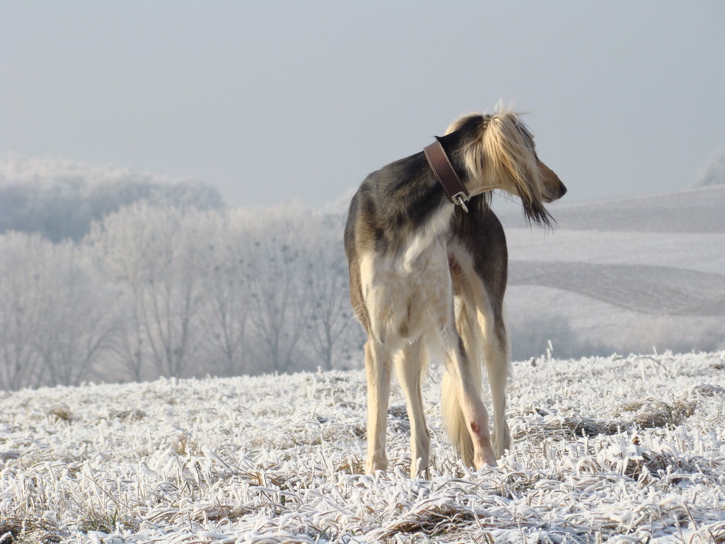 Bankov 25.12.2007