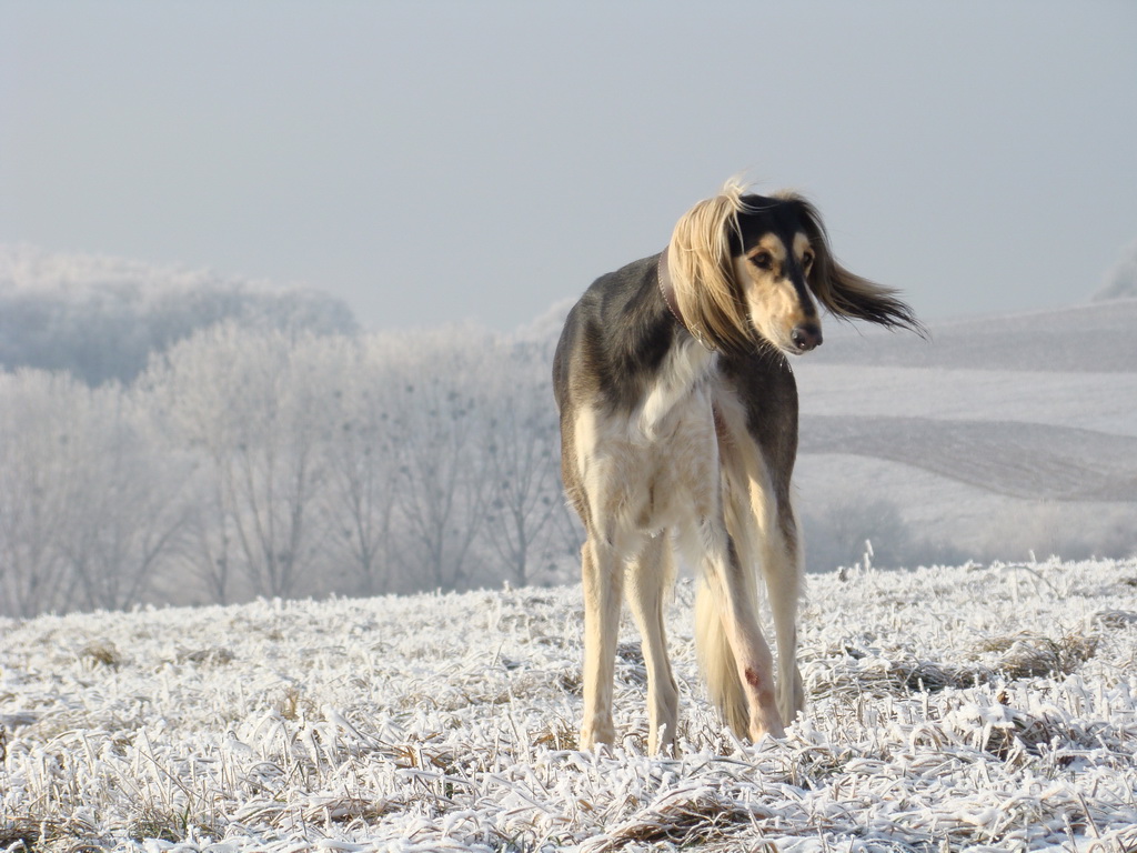 Bankov 25.12.2007