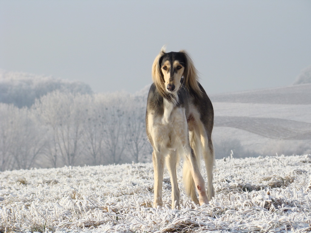 Bankov 25.12.2007