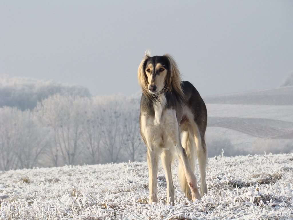 Bankov 25.12.2007