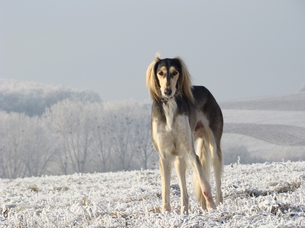 Bankov 25.12.2007