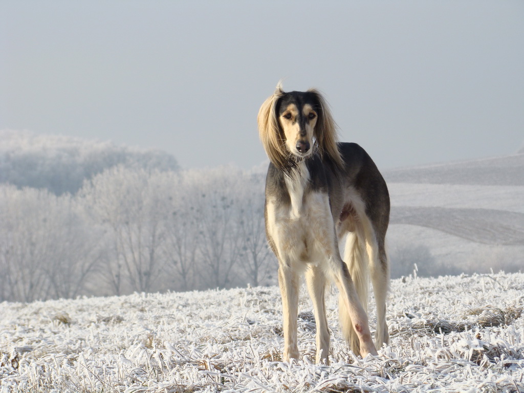 Bankov 25.12.2007