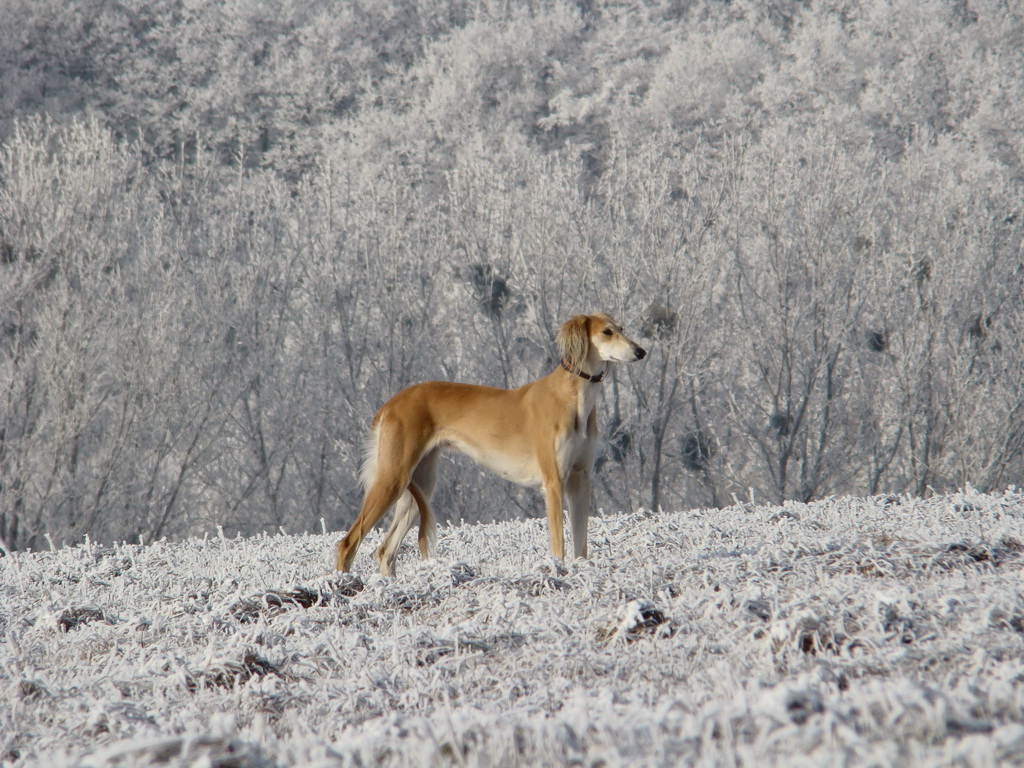 Bankov 25.12.2007