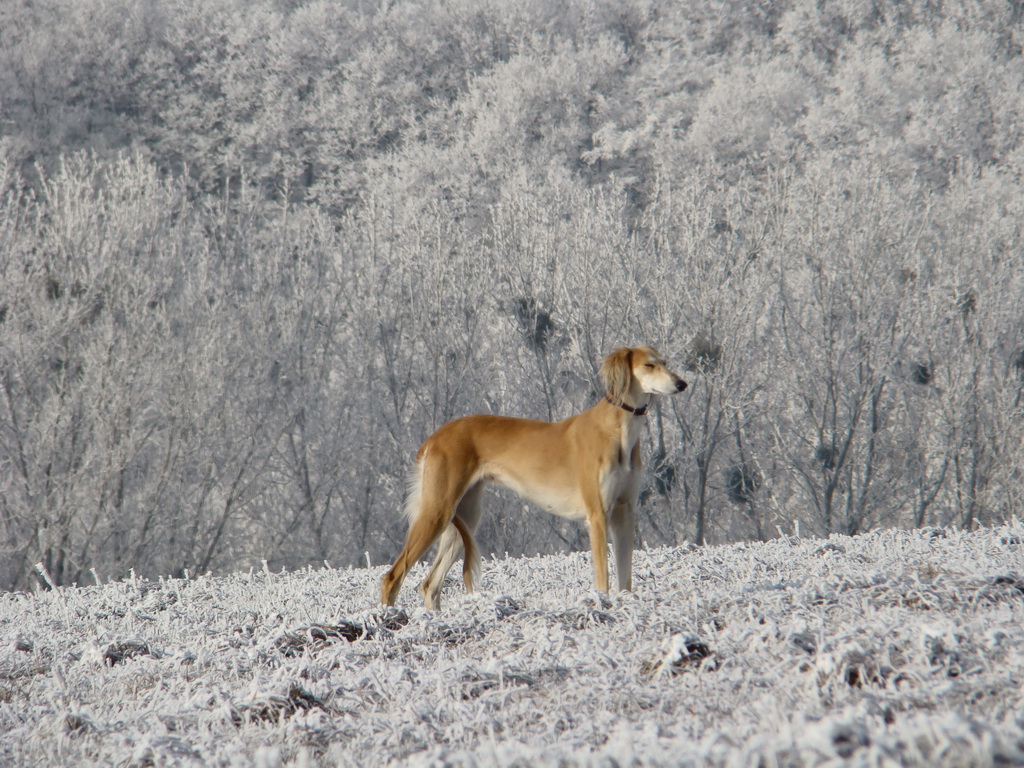 Bankov 25.12.2007