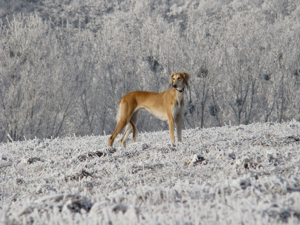 Bankov 25.12.2007