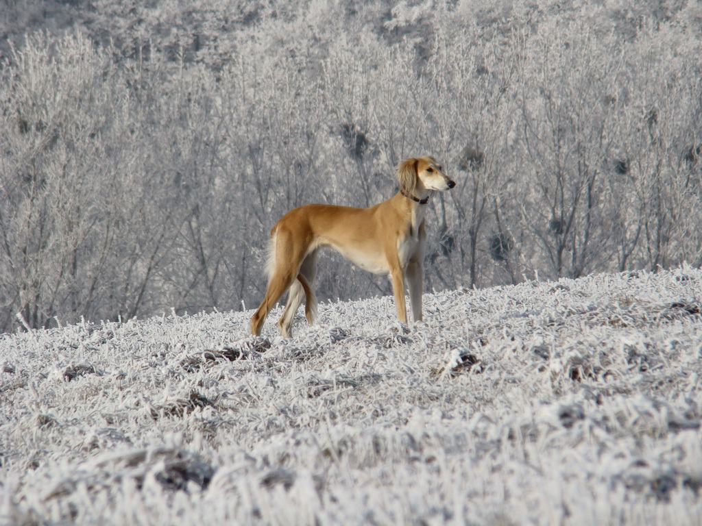 Bankov 25.12.2007