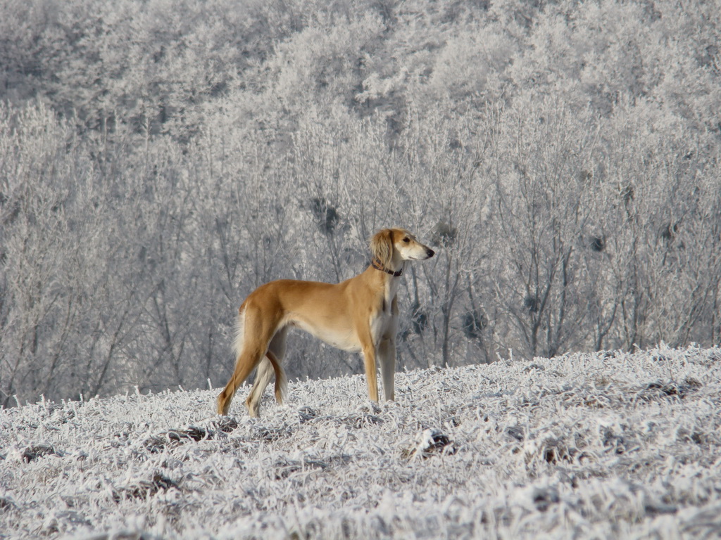 Bankov 25.12.2007