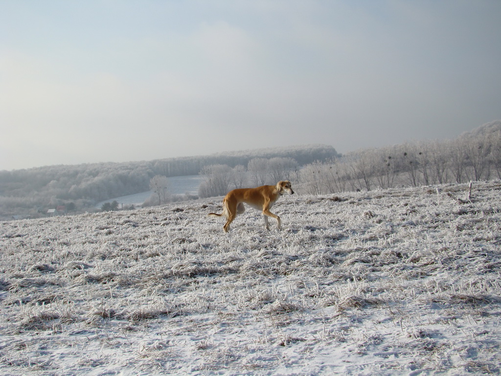 Bankov 25.12.2007