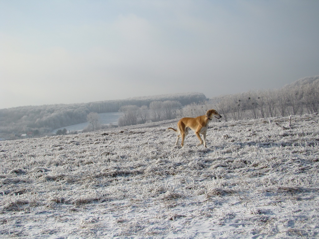 Bankov 25.12.2007